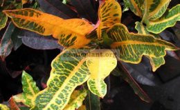 Codiaeum-Son-Tri-20