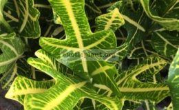 Codiaeum-Sorn-Thong-25