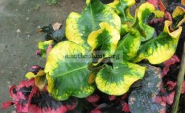 Codiaeum-Sri-Mahosod-MD-23