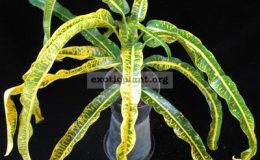Codiaeum-Sunray-24