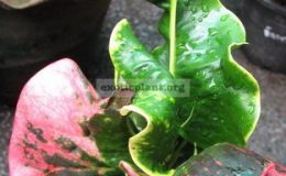 Codiaeum-Suvarnabhumi-20