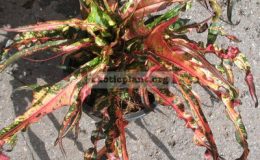 Codiaeum-T02-Midnight-Fountain-26