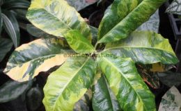 Codiaeum-T03Rainbow-26-1-1