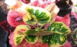 Codiaeum-T14-new-hybrid-30