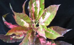 Codiaeum-T16-20