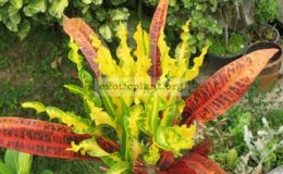 Codiaeum-T21-20