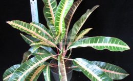 Codiaeum-T30-20