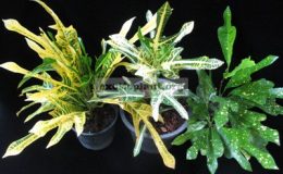 Codiaeum-T31слеваT37середина-Katoniсправа