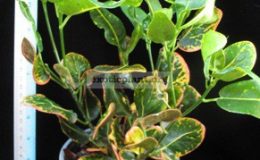 Codiaeum-T33-MD-20