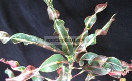 Codiaeum-T36-20