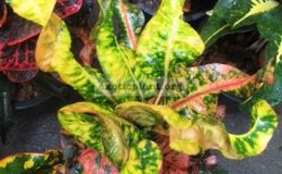 Codiaeum-Taeb-Thong-26