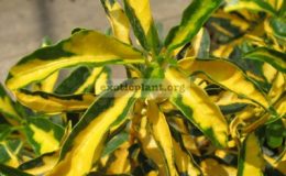 Codiaeum-Taiwan-Gold-compact-24