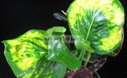 Codiaeum-Tak-BaiF1-20