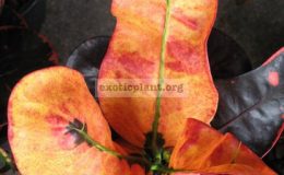 Codiaeum-Thaw-Gokanak-20