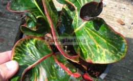 Codiaeum-Thep-Rak-Sa-23