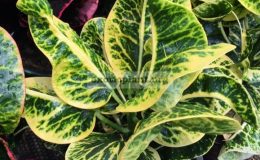 Codiaeum-Thong-Lhor-25