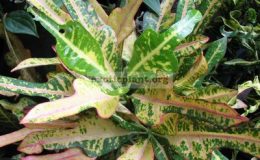 Codiaeum-Tri-Aswin-20