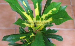 Codiaeum-Tri-Thong-20