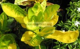 Codiaeum-ovalifolium-14