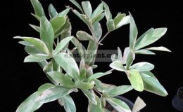 Codiaeum-stellatopilosus