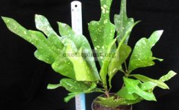 CodiaeumMaculatumKatoni1_1-vi