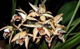 Coelogyne-asperata