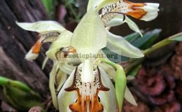 Coelogyne-assamica