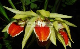 Coelogyne-eberhardtii