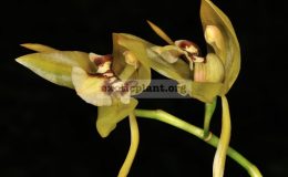 Coelogyne-fuscescens-var-brunnea