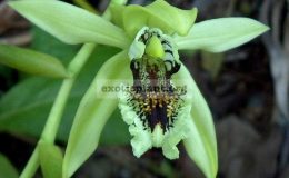Coelogyne-mayeriana