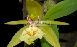 Coelogyne-schilleriana