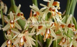 Coelogyne-trinervis