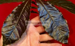 Coffea-arabica-brown-leaf-2-60