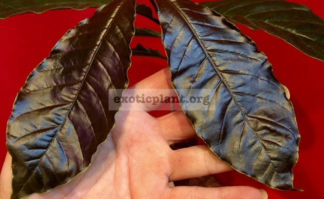 Coffea-arabica-brown-leaf-2-60