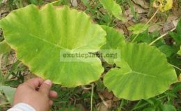 Colocasia-gigantea-20