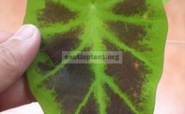 Colocasia-sp.T02-Eastern-Thailand-25