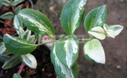 Columnea-spT01-variegata-30