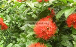 Combretum-constrictum