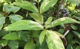 Congea-sp.T01-variegated-climbing-50