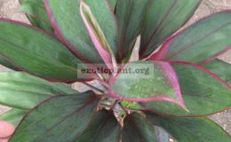Cordyline-Artit-Asadong1-1
