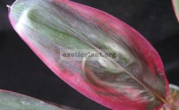 Cordyline-Artit-Asadong3-1