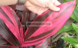Cordyline-Dab-Khun-Paen1-1