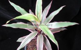 Cordyline-Petch-Chompoo-compact1-1