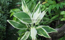 Cordyline-Petch-Nam-Kang1-1
