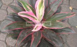 Cordyline-Petch-Pra-Dub-Chai-F11-1