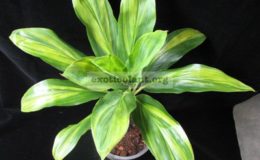 Cordyline-Petch-Sai-Thong-Kum1-1