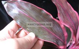Cordyline-Petch-Sri-Nakara1-1-