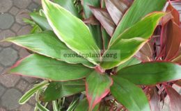 Cordyline-Petch-Ta-Maew1-1