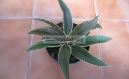 Cordyline-T071-1