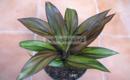 Cordyline-T081-1